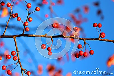 Red crab apples on a tree in fall Stock Photo