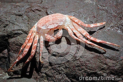 Red crab exoskeleton Stock Photo