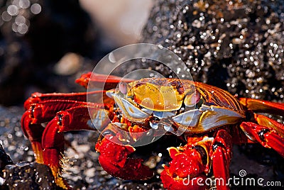 Red crab portrait Stock Photo