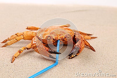 Red crab on sand and tubule for a cocktail. Stock Photo