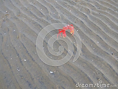 A red crab Stock Photo