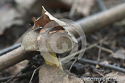 Red cracking bolete Stock Photo