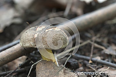 Red cracking bolete Stock Photo