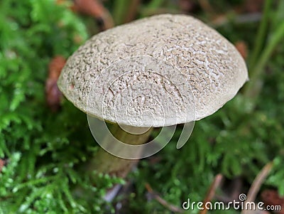 Red Cracking Bolete - Xerocomellus chrysenteron Stock Photo