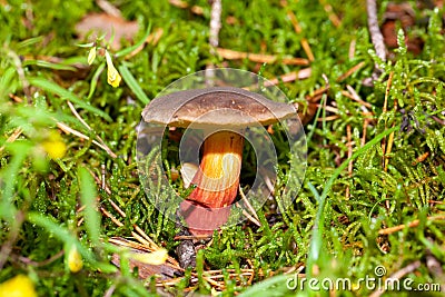 Red cracking bolete, Xerocomellus chrysenteron Stock Photo