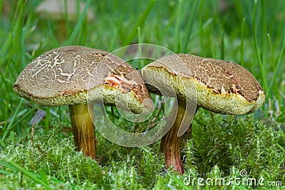 Red cracking boletes Stock Photo