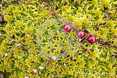 Red cranberry on a bush lie in green moss in a swamp. Harvesting ripe berries on an autumn, cloudy day. Top view. Stock Photo