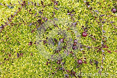 Red cranberry on a creeping bush lie in green moss in a swamp. Harvesting ripe berries on an autumn day. Top view. Stock Photo