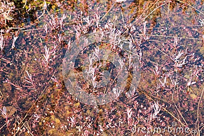 red cranberry leaves in the swamp. spring Estonian Tuhu bog Stock Photo