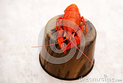 Red crayfish is a tourist delicacy. Stock Photo