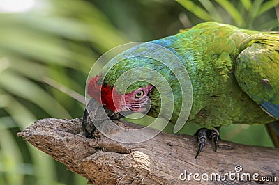 Red crested green parrot Stock Photo