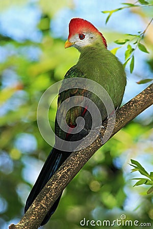 Red-Crested Turaco, Tauraco erythrolophus, rare coloured green bird with red head, in the nature habitat, sitting on the branch, A Stock Photo