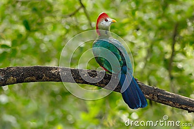 Red-Crested Turaco, Tauraco erythrolophus, rare coloured green bird with red head, in nature habitat. Turaco sitting on the branch Stock Photo