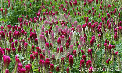 A field of Crimson Clover, Trifolium incarnatum Stock Photo