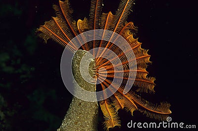 Red crinoid on spounge Stock Photo