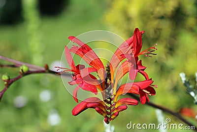 Red crocosmia flowering spike in close up Stock Photo