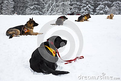 Red Cross rescue dogs Editorial Stock Photo