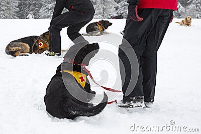 Red Cross rescue dogs Editorial Stock Photo