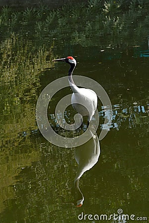 Red-crowned crane Stock Photo