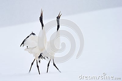 Red crowned Crane Stock Photo