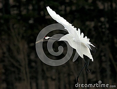 Red-crowned Crane, Chinese Kraanvogel, Grus japonensis Stock Photo