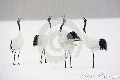 Red-crowned crane or japanese crane, Grus japonensis Stock Photo