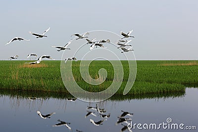 Red-crowned crane to take off Stock Photo