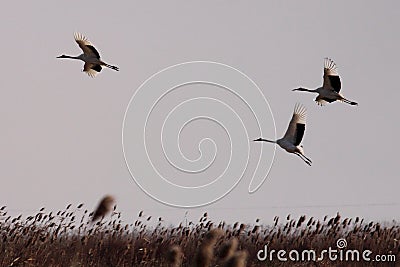 Red-crowned cranes fly freely Stock Photo