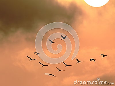 Red-crowned cranes fly freely Stock Photo