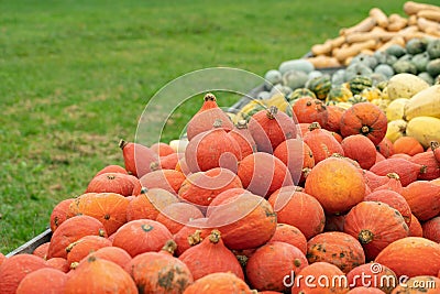 Red curi squash (Curcurbita maxima) and other pumpkin sorts. Stock Photo