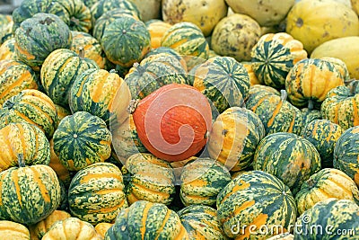 Red curi squash (Curcurbita maxima) between some winter squash pumpkins. Stock Photo