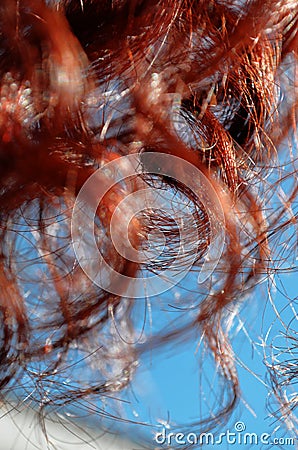 Red curly curls close-up Stock Photo