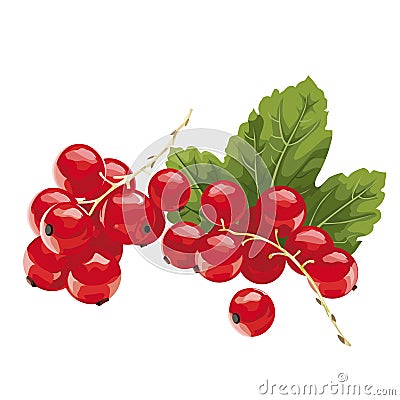 Red currant Vector Illustration