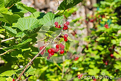 Red currant berries on a background of greens and stacks of wood Stock Photo