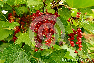 red currant berries among green leaves after rain Stock Photo