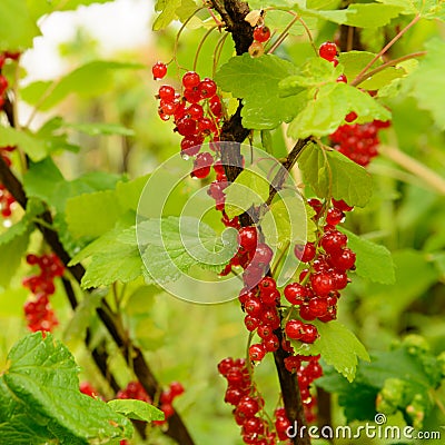 red currant berries among green leaves after rain Stock Photo