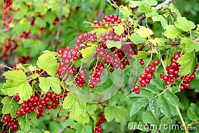 Red currant berries Ribes Rubrum and leaves on a bush Stock Photo