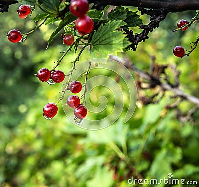 Red currant branch with drops after rain, macro Stock Photo