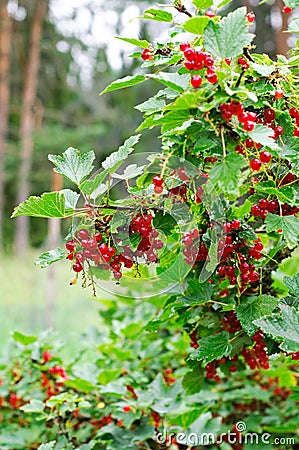 Red currant bush Stock Photo