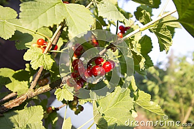Red currant Stock Photo