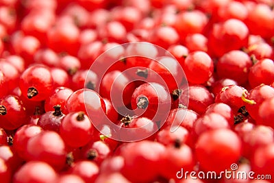 Red currant fresh berries closeup Stock Photo