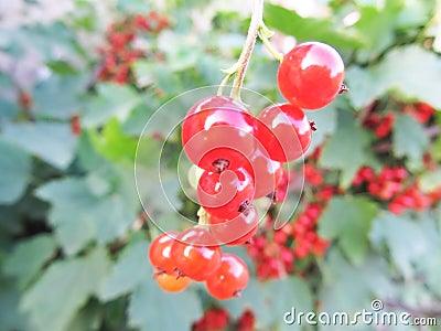 Red currant on an indistinct background. Stock Photo