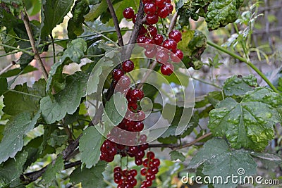 Red currant, ordinary, garden. Small deciduous shrub family Grossulariaceae Stock Photo