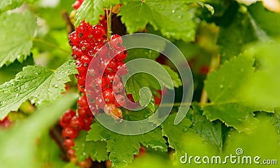 Red currant after rain Stock Photo