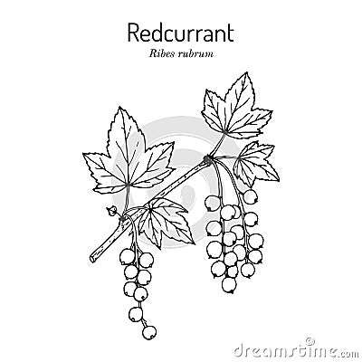 Red currant Ribes rubrum . Hand drawn botanical vector illustration Vector Illustration