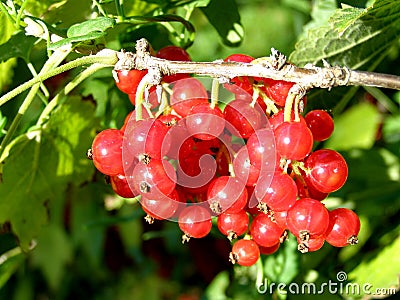 Red currants Stock Photo
