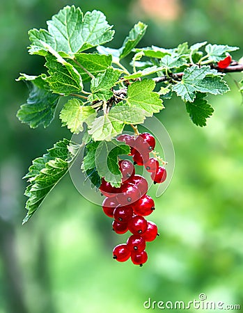 Red currants Stock Photo