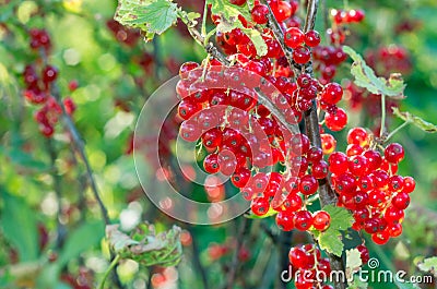 Red currants - red French grapes. Ripe red currants close-up as background Stock Photo