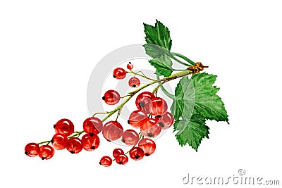 Red currants with leaves, hand drawn watercolor Cartoon Illustration