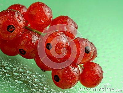 Red currants with waterdrops on green background Stock Photo